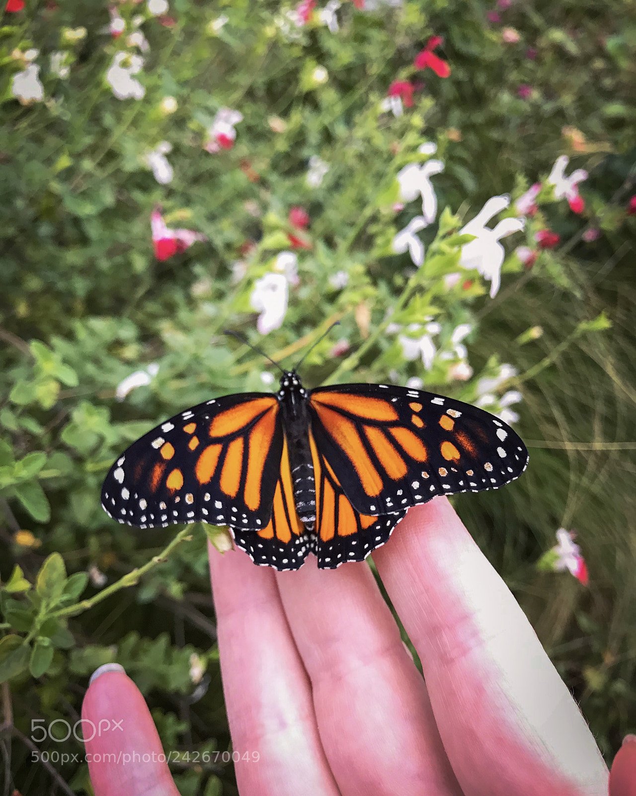 Apple iPhone 7 Plus sample photo. Monarch butterfly photography