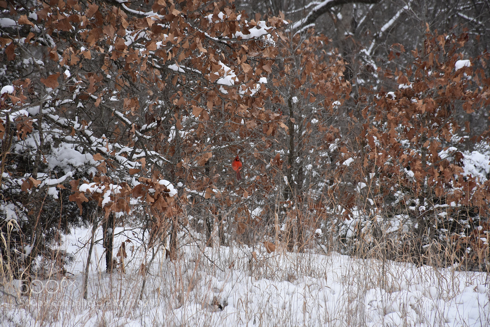 Nikon D7200 sample photo. Wildcat glades photography