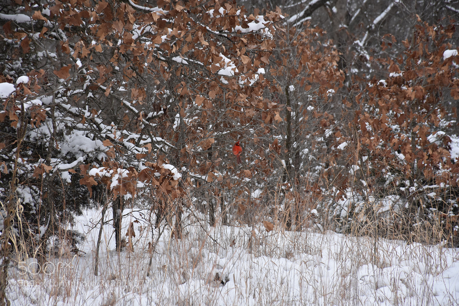 Nikon D7200 sample photo. Wildcat glades photography