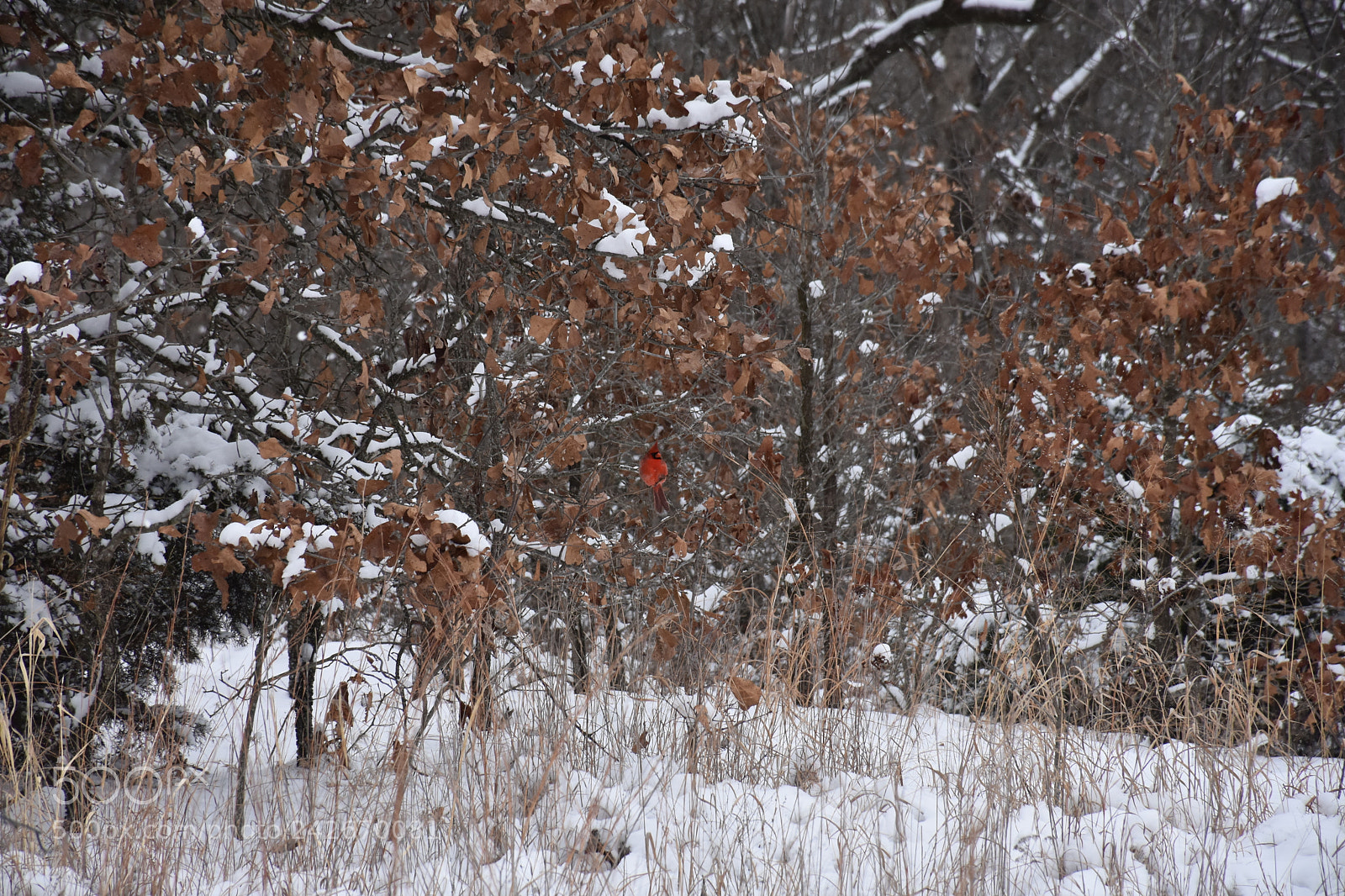 Nikon D7200 sample photo. Wildcat glades photography