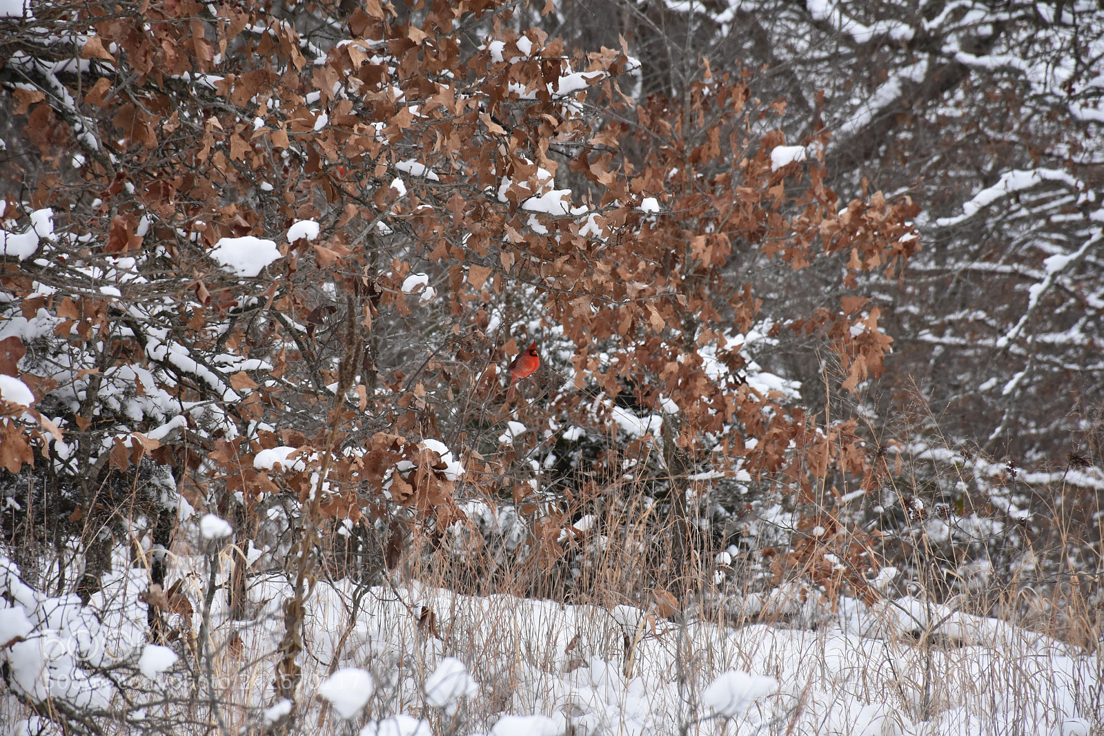 Nikon D7200 sample photo. Wildcat glades photography