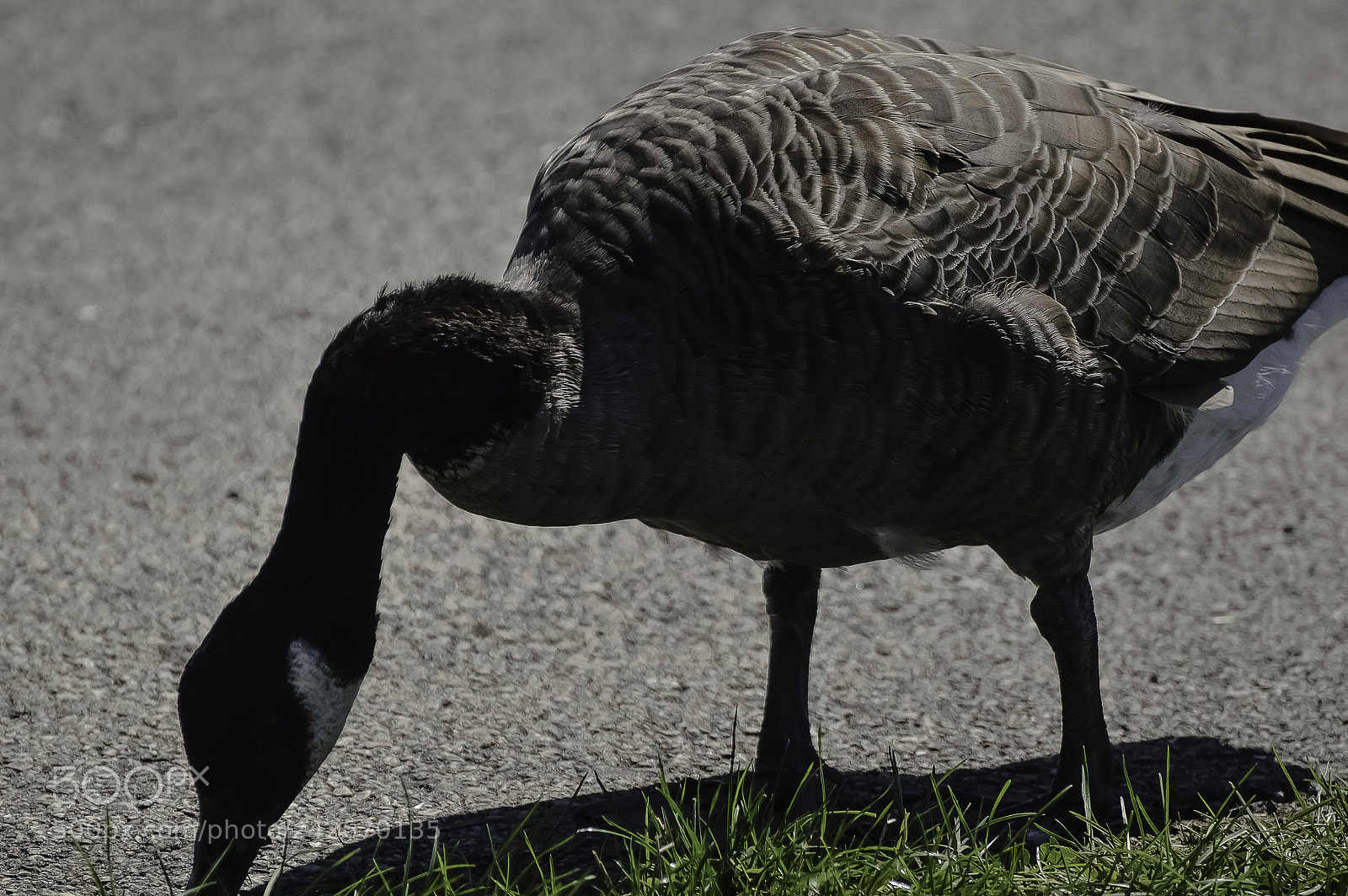 Nikon D3200 sample photo. Northerly island photography