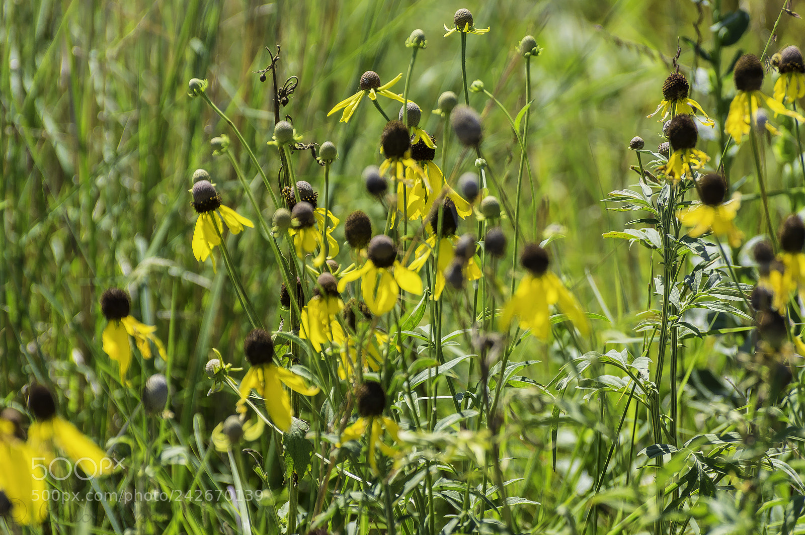Nikon D3200 sample photo. Northerly island photography