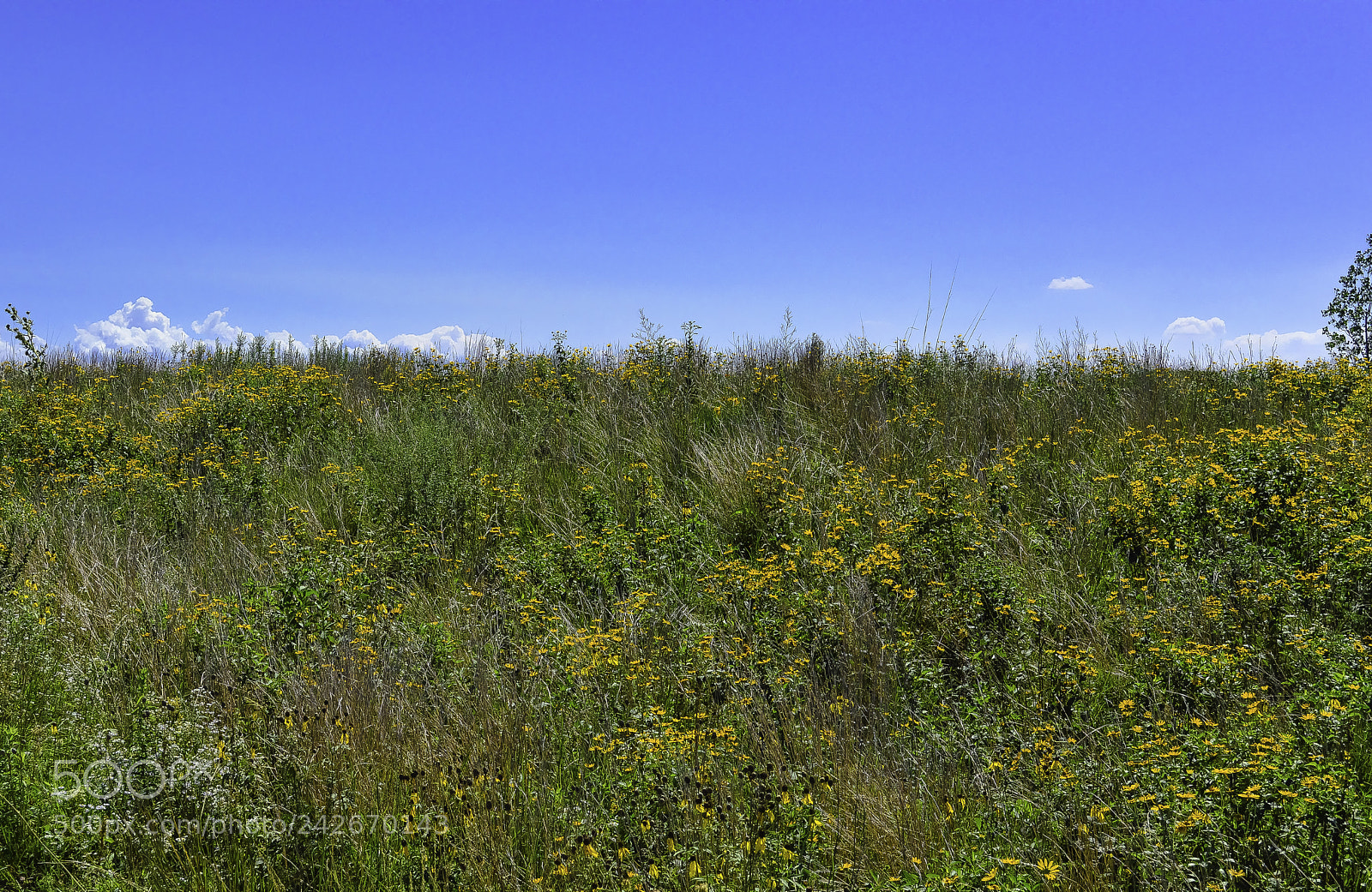 Nikon D3200 sample photo. Northerly island photography