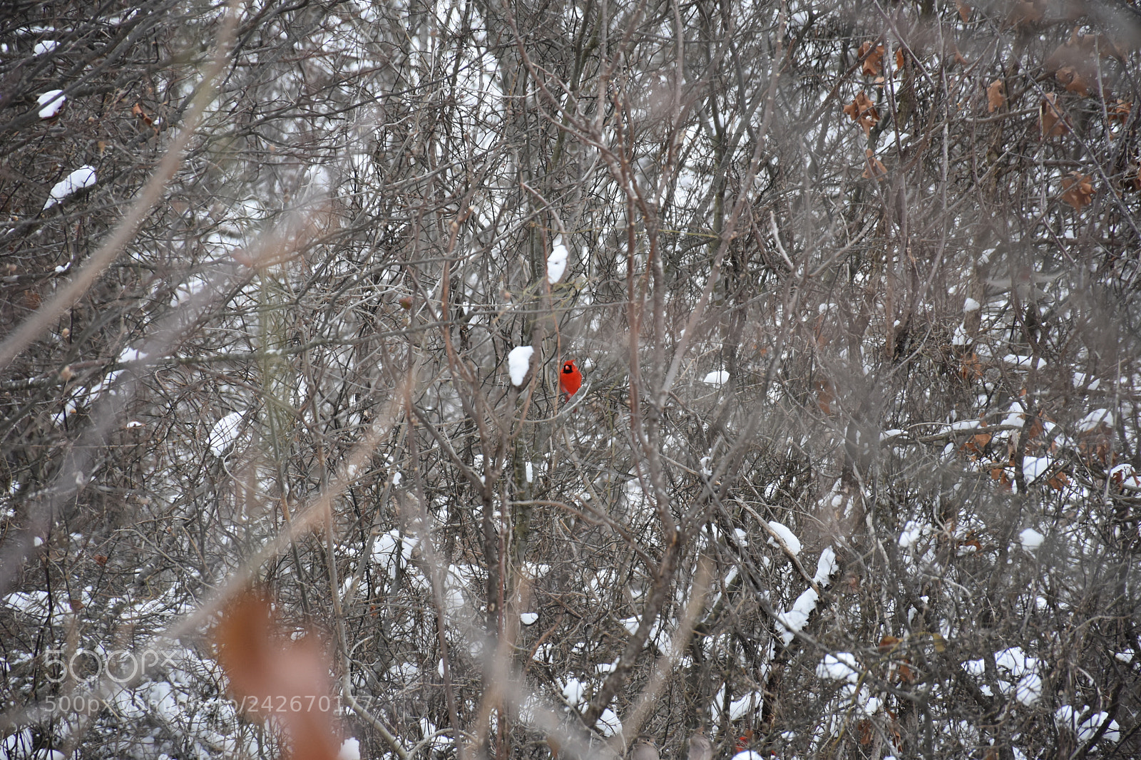 Nikon D7200 sample photo. Wildcat glades photography