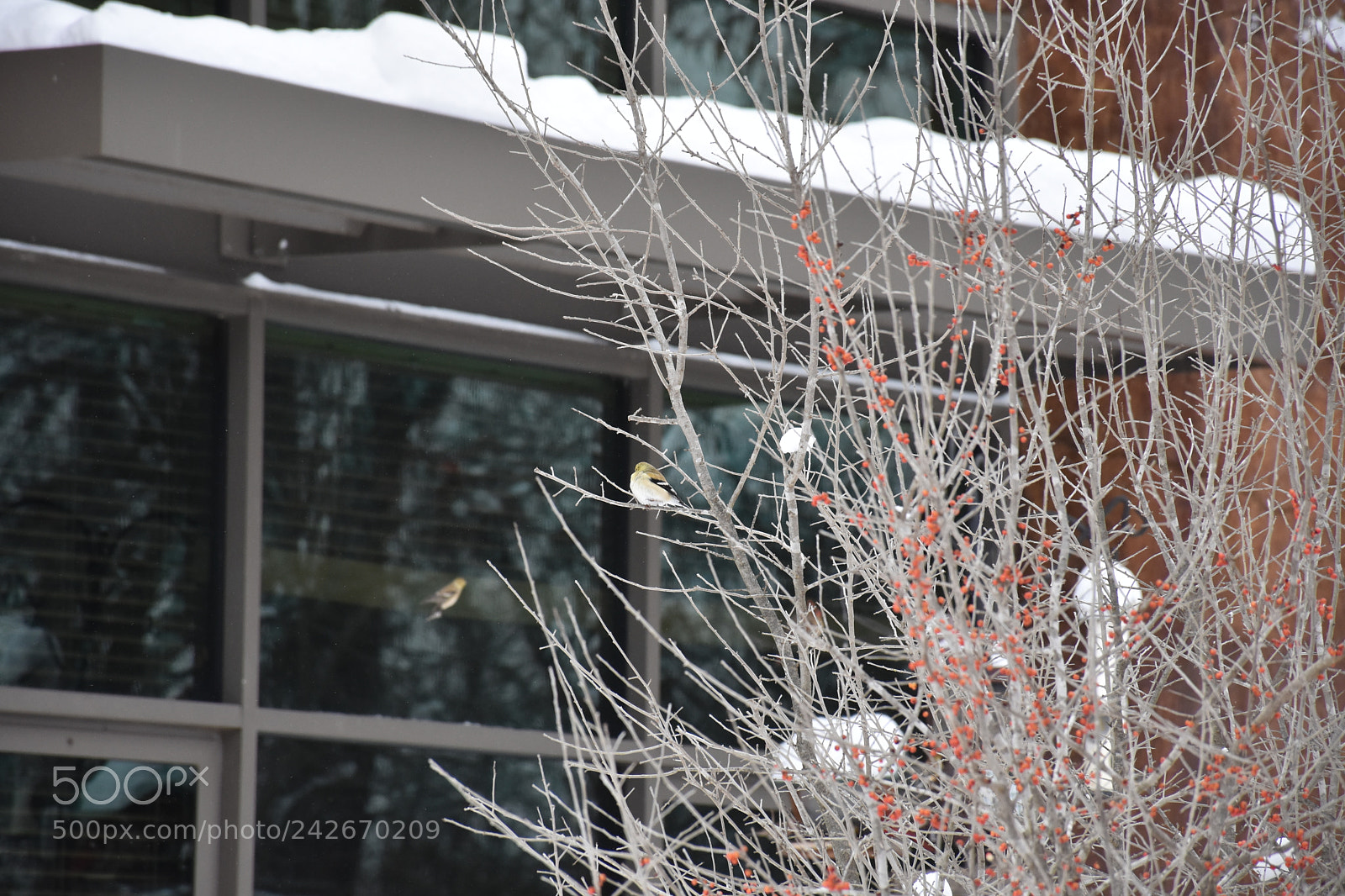 Nikon D7200 sample photo. Wildcat glades photography