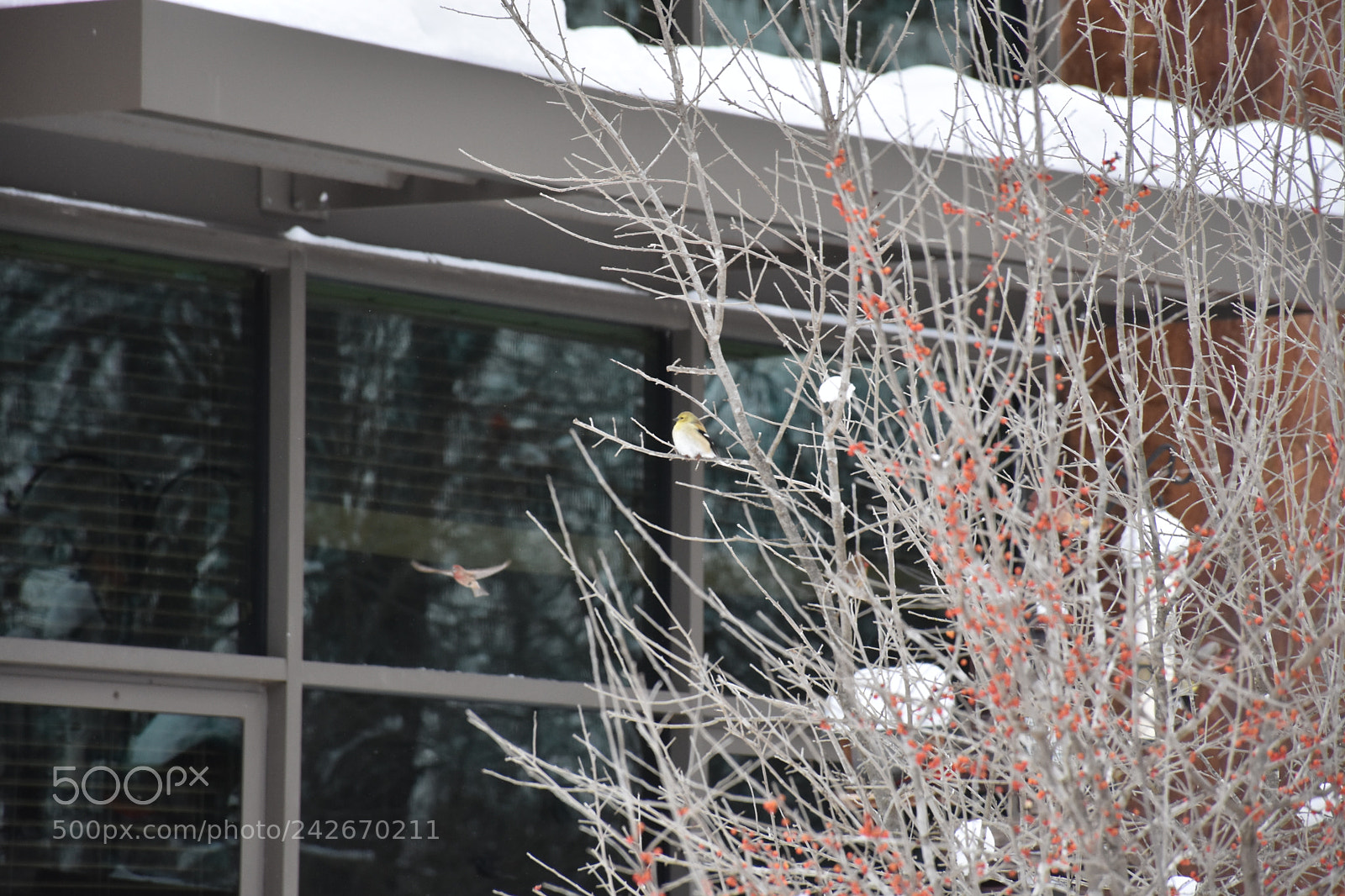 Nikon D7200 sample photo. Wildcat glades photography