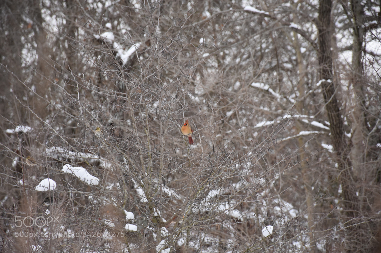 Nikon D7200 sample photo. Wildcat glades photography