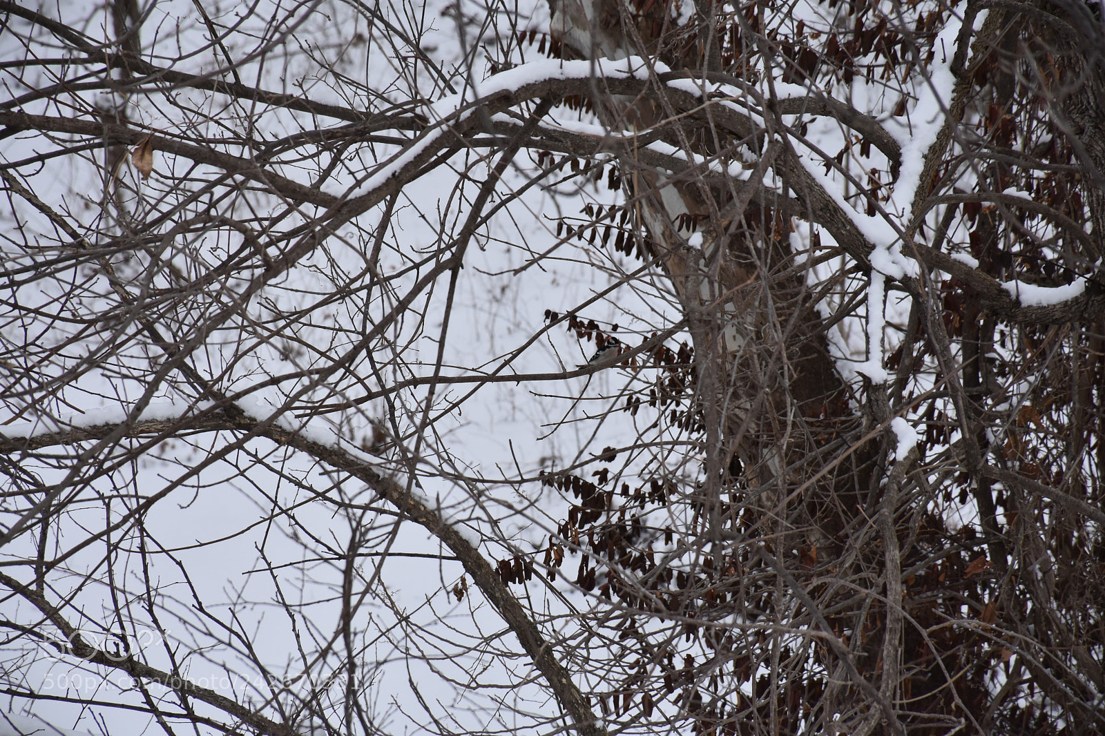 Nikon D7200 sample photo. Wildcat glades photography