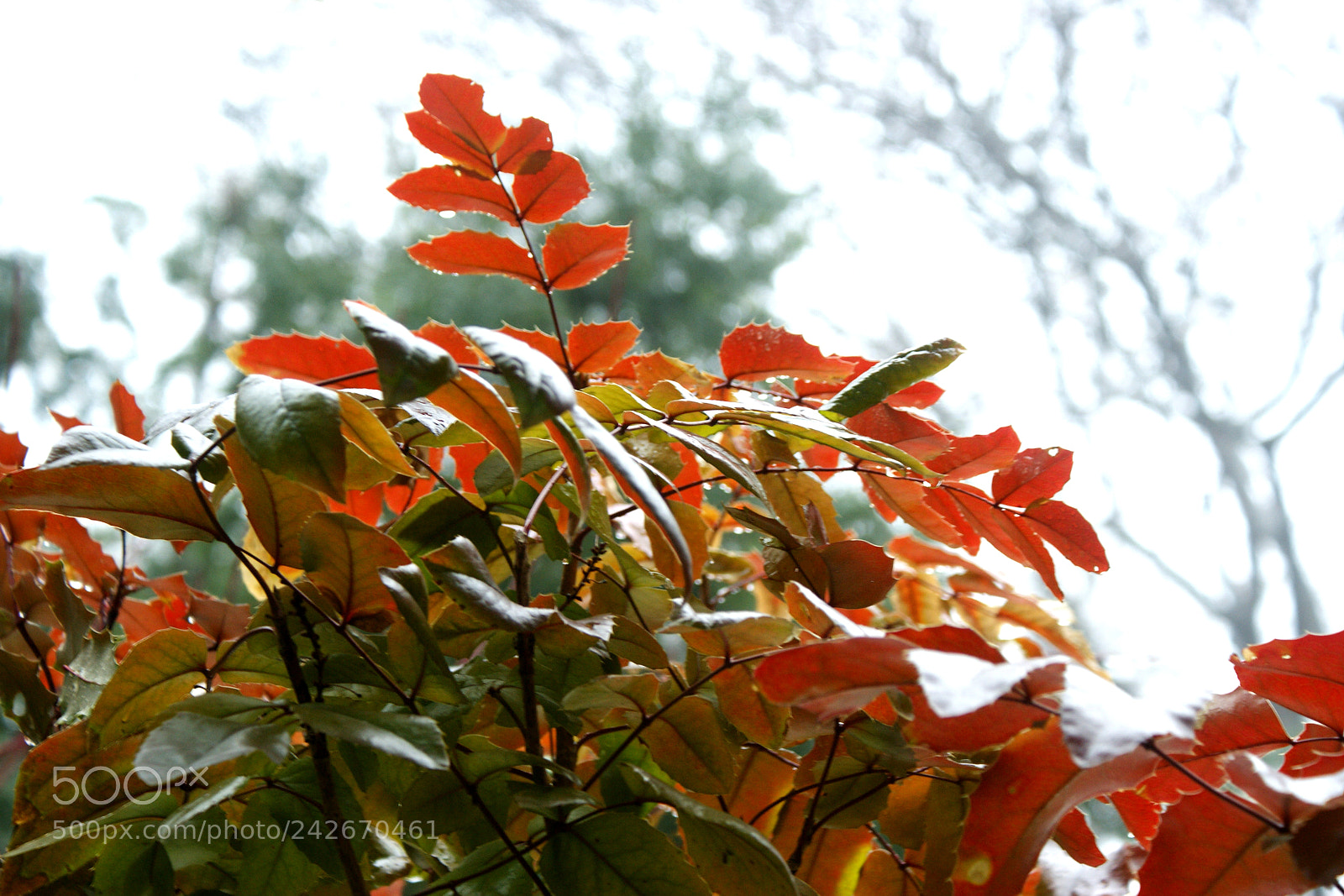 Sony Alpha DSLR-A350 sample photo. Color in january 3 photography