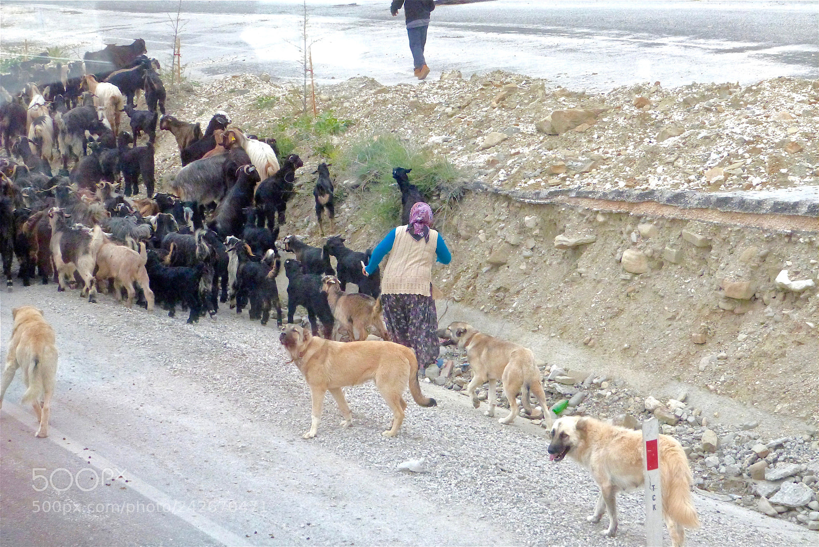 Panasonic Lumix DMC-FZ47 (Lumix DMC-FZ48) sample photo. Goats are herded along photography