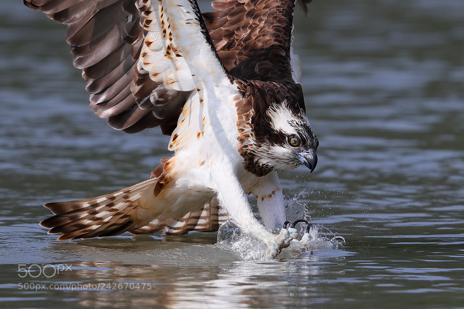 Canon EOS-1D X Mark II sample photo. Osprey photography