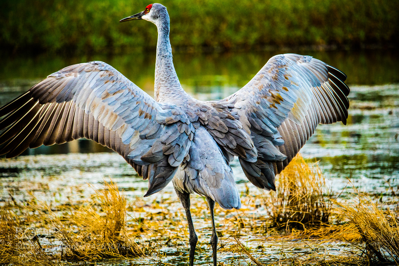 Canon EOS 750D (EOS Rebel T6i / EOS Kiss X8i) sample photo. Sand hill crane photography