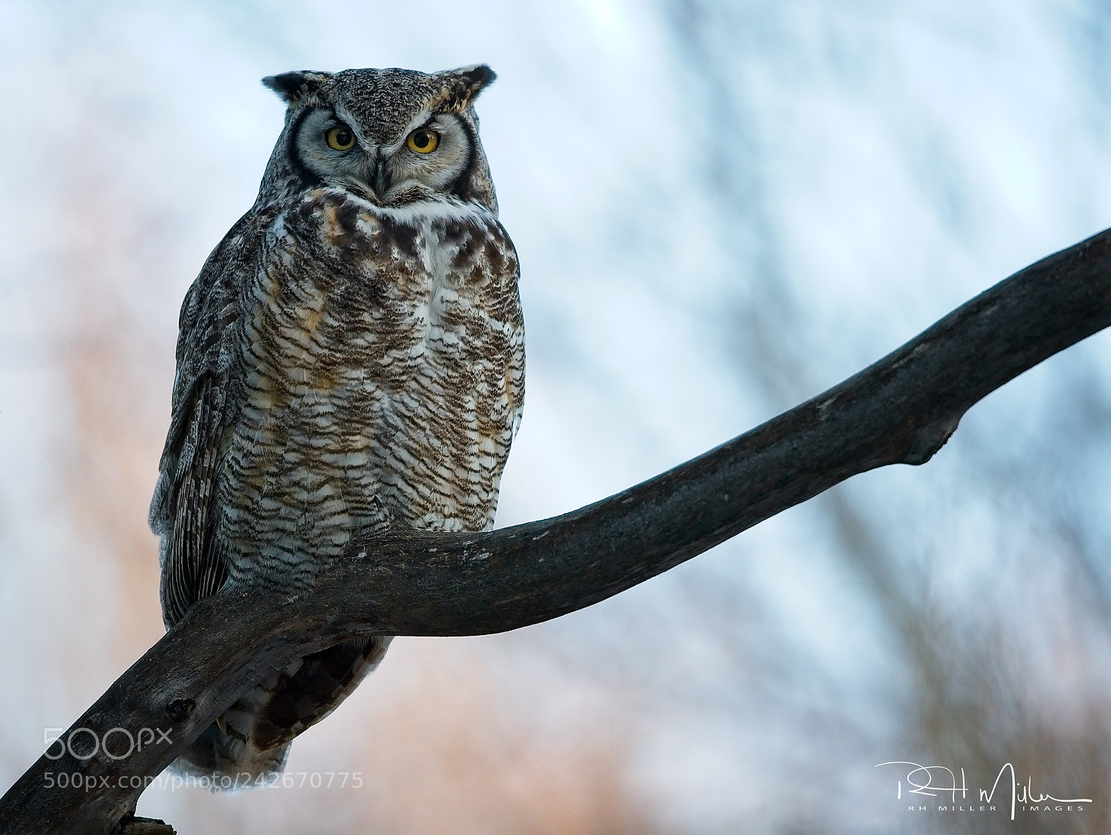 Canon EOS-1D X Mark II sample photo. Hunting hours photography