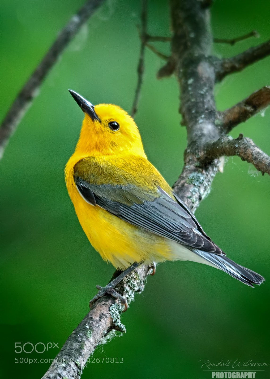 Canon EOS 60D sample photo. Warbler 2 photography