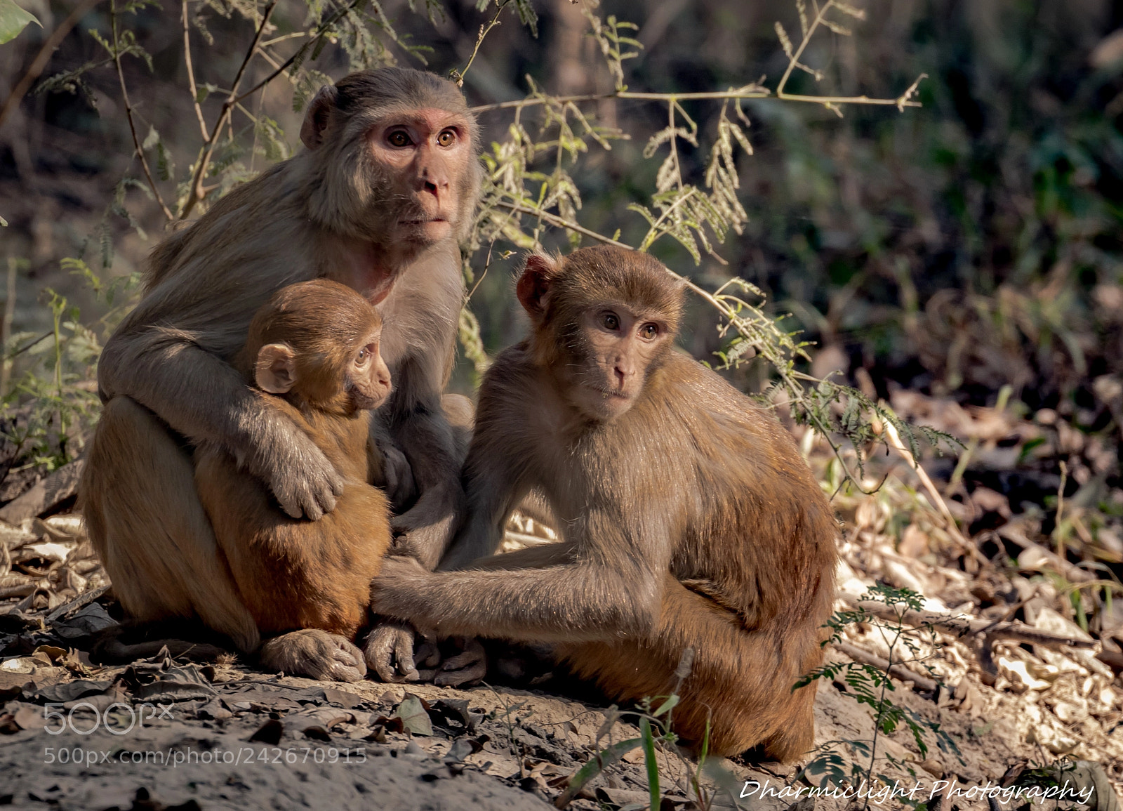 Canon EOS 7D Mark II sample photo. Monkey family photography