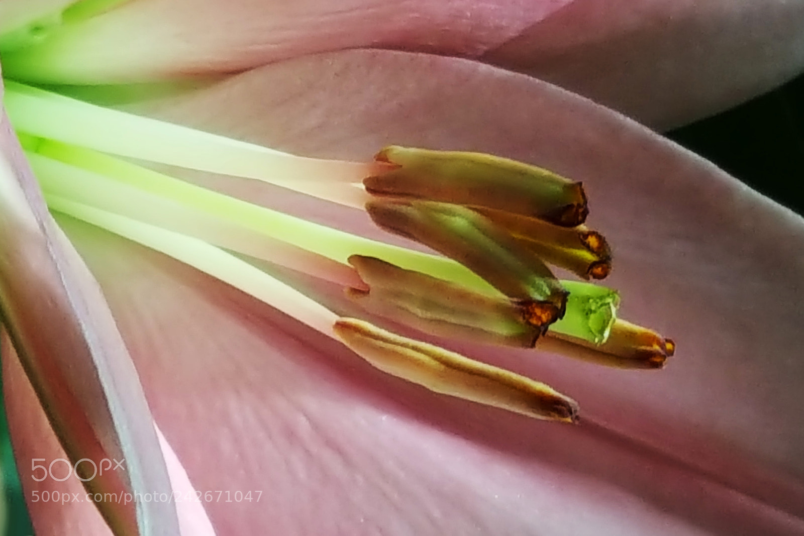 Samsung Galaxy Note5 sample photo. Nature's own design for photography