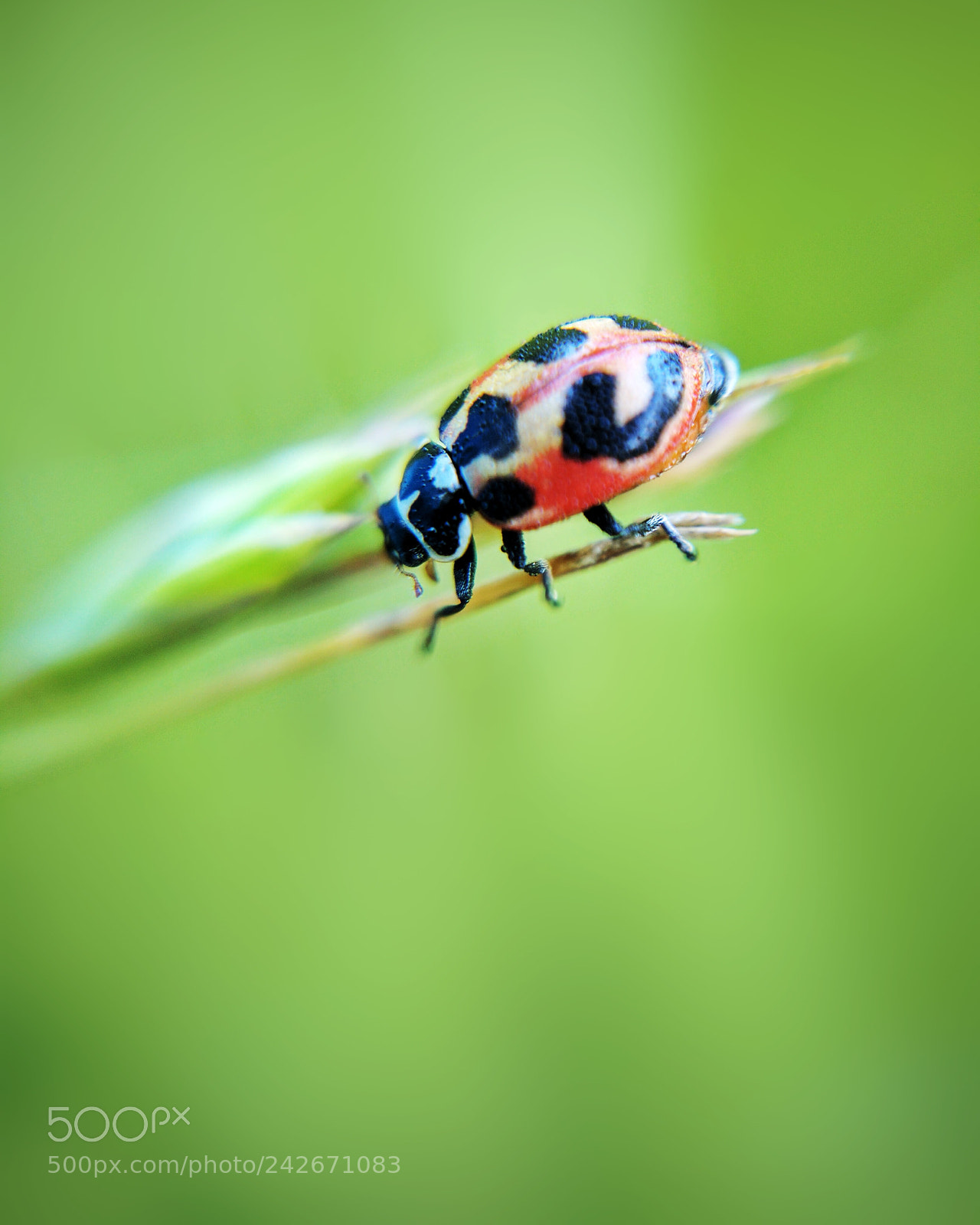 Google Pixel XL sample photo. Lady bug photography