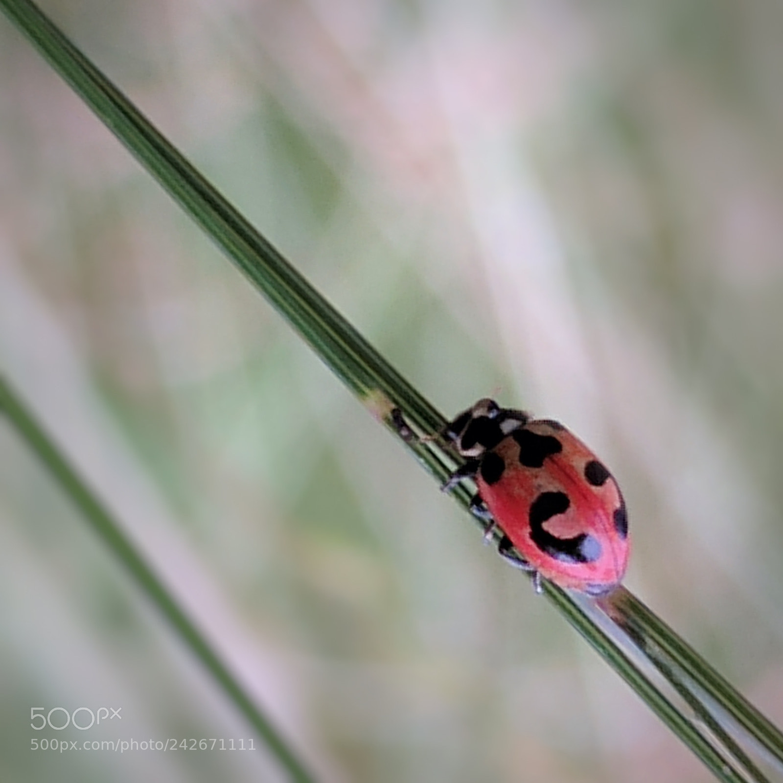 Google Pixel XL sample photo. Lady bug photography