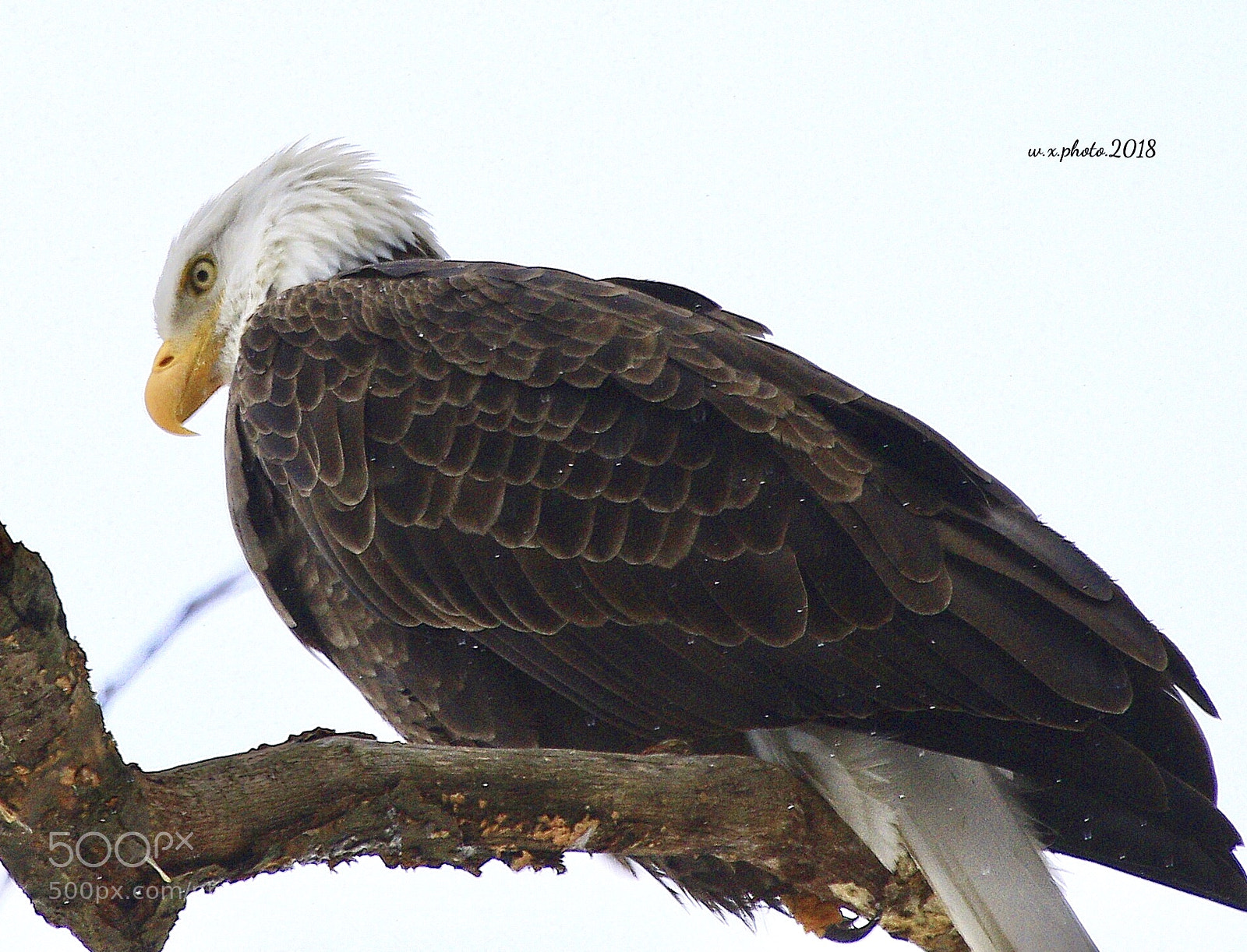 Canon EOS 7D Mark II sample photo. Bald eagle photography