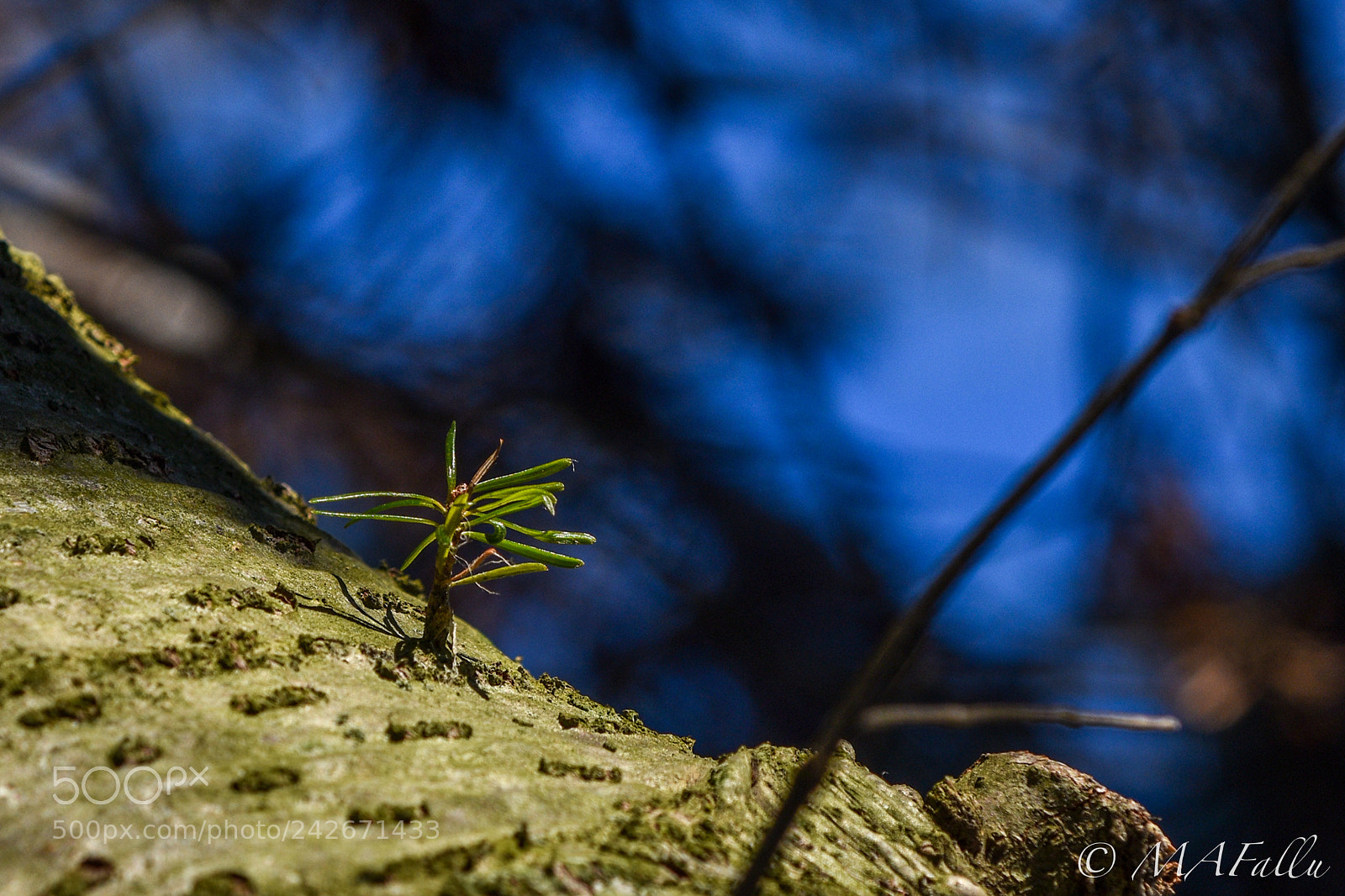 Nikon D7200 sample photo. Baby pine branch photography