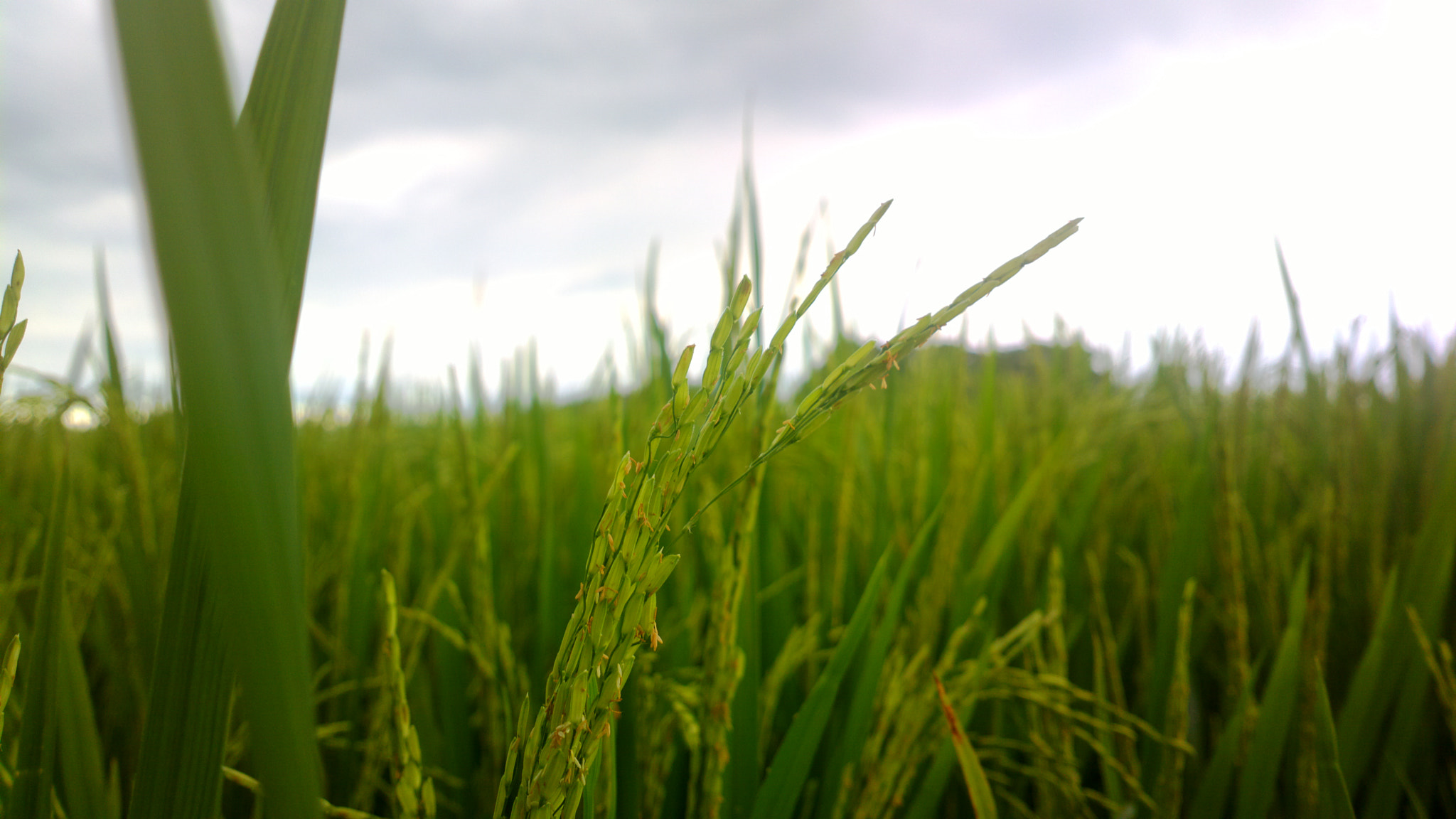 Nokia 808 PureView sample photo. Rice fields photography