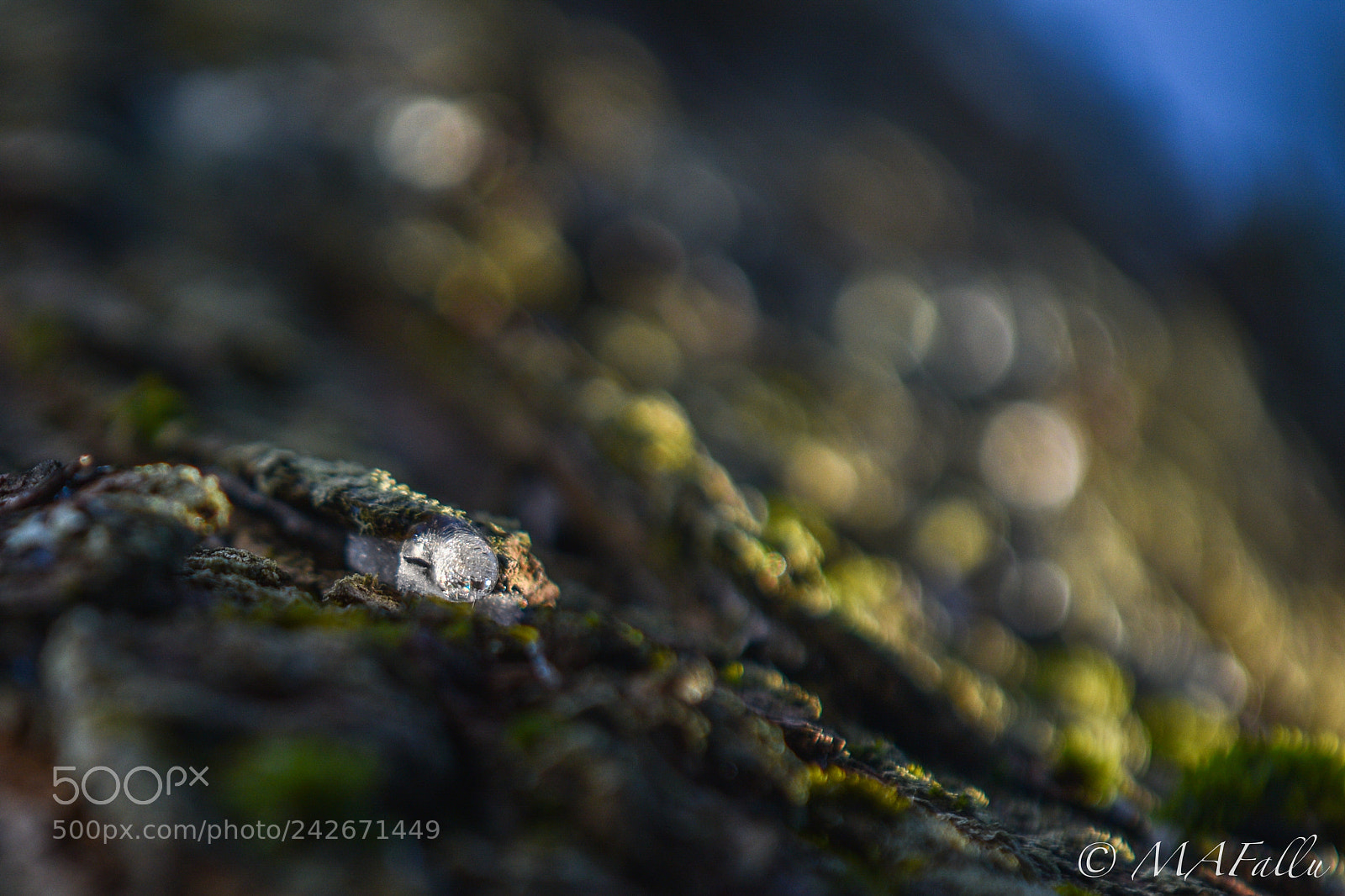 Nikon D7200 sample photo. Ice on tree bark photography