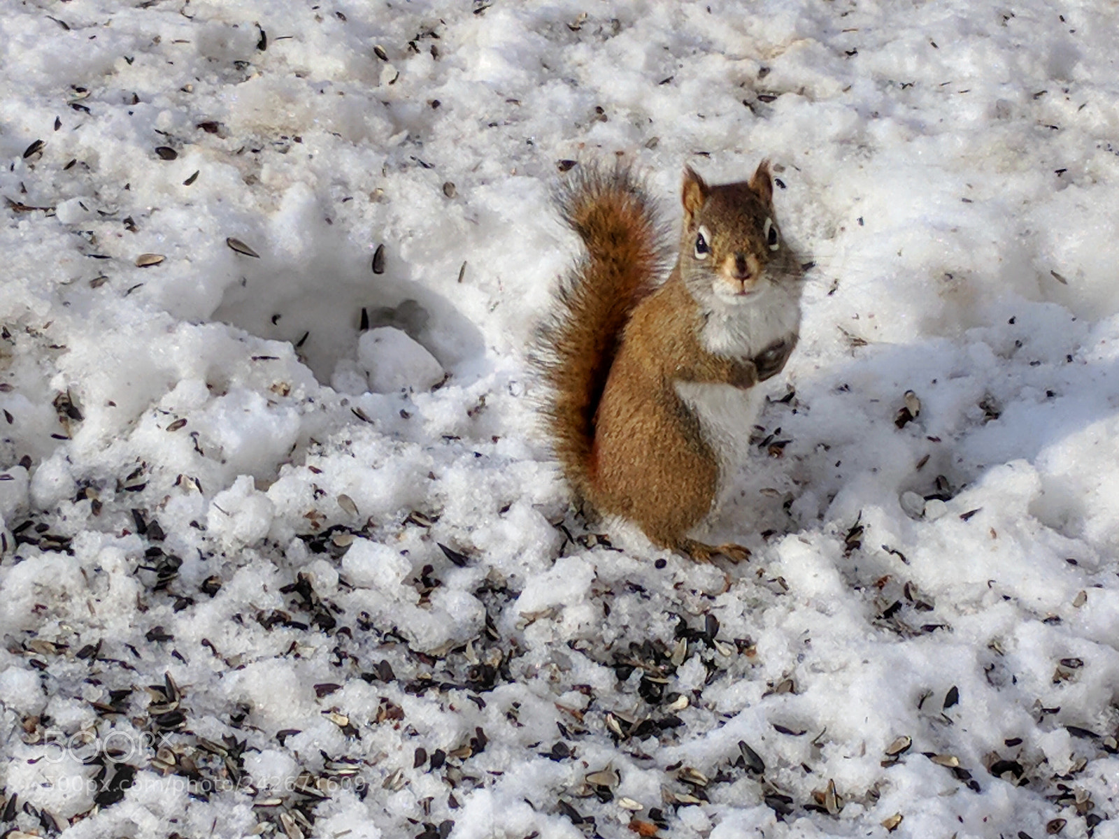 Google Pixel XL sample photo. Squirrel photography