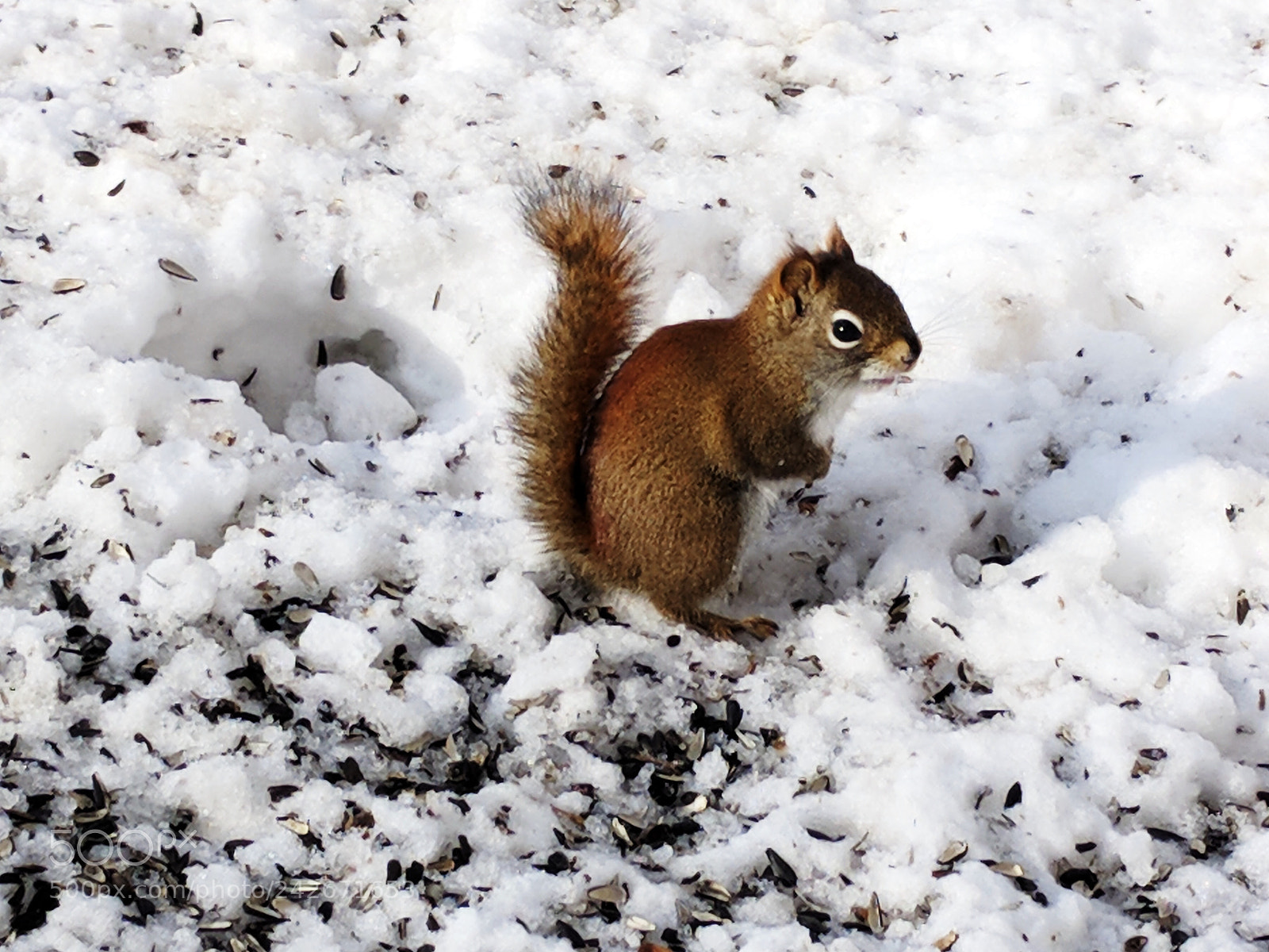 Google Pixel XL sample photo. Squirrel photography