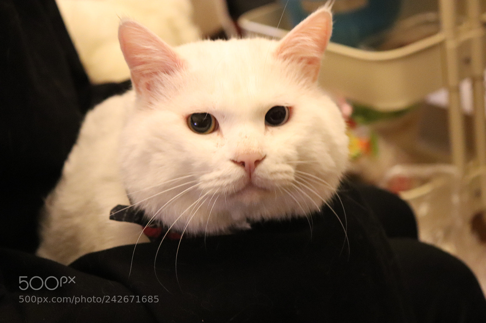 Canon EOS 200D (EOS Rebel SL2 / EOS Kiss X9) sample photo. Ryota photography