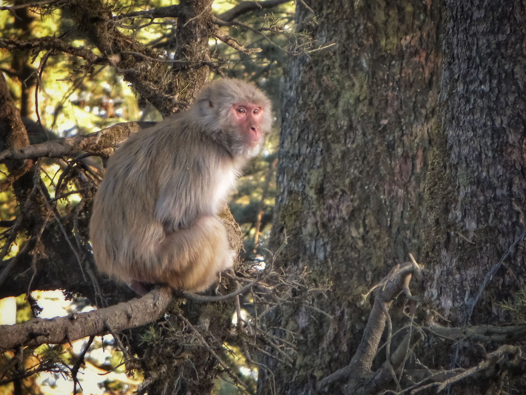 Canon PowerShot SX280 HS sample photo. Wild indian monkey photography