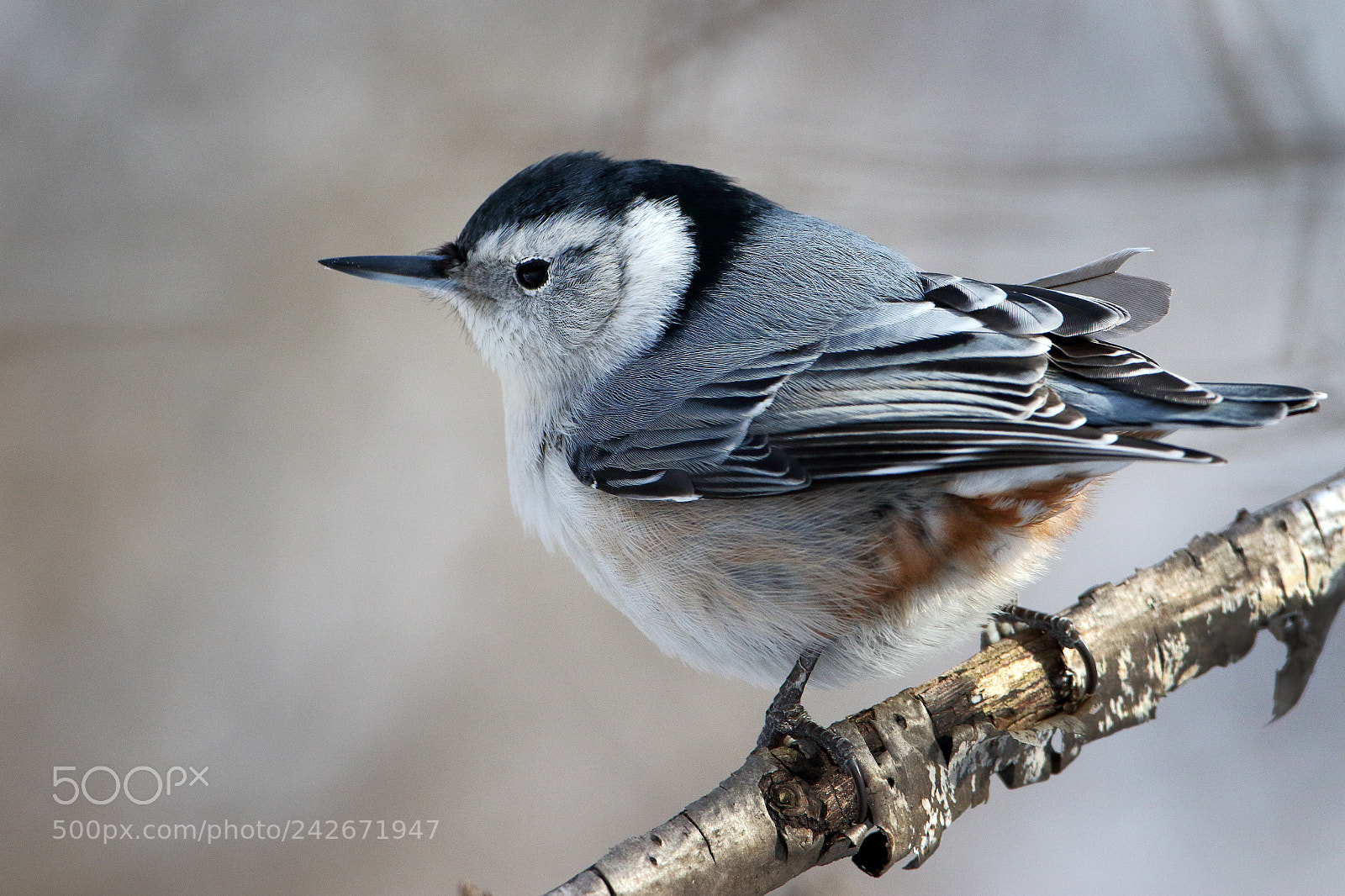 Canon EOS 7D Mark II sample photo. White-breasted nuthatch photography