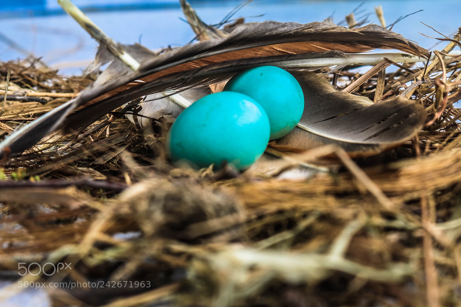 Canon EOS 750D (EOS Rebel T6i / EOS Kiss X8i) sample photo. Bird's egg photography