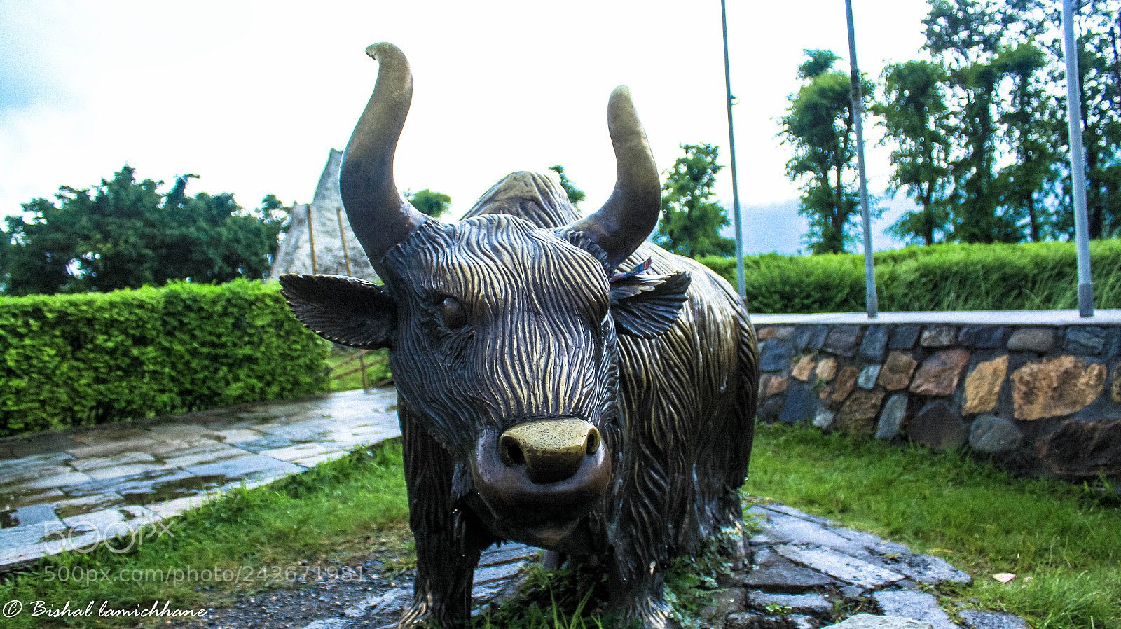 Canon EOS 1200D (EOS Rebel T5 / EOS Kiss X70 / EOS Hi) sample photo. Bull photography