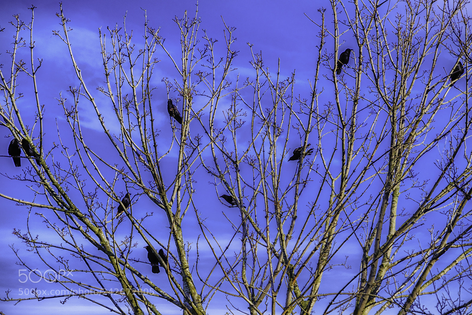 Fujifilm X-T2 sample photo. Bird tree photography