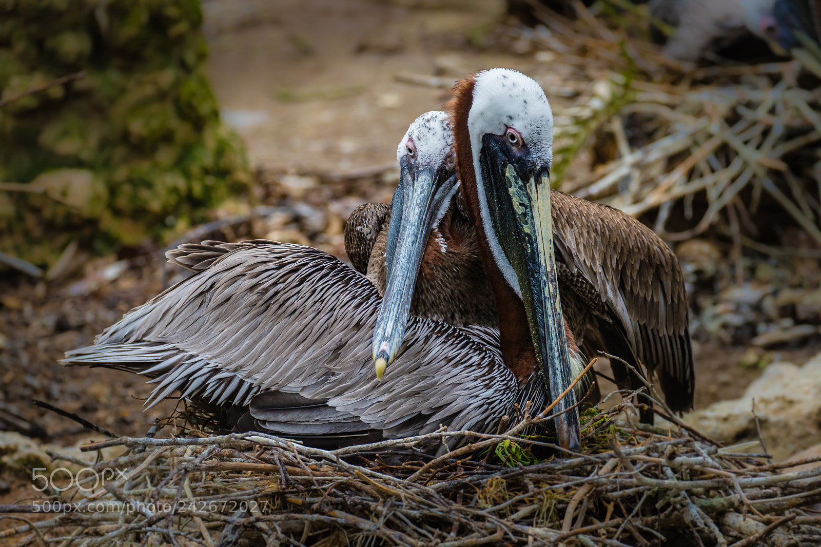 Canon EOS 6D Mark II sample photo. Love birds photography