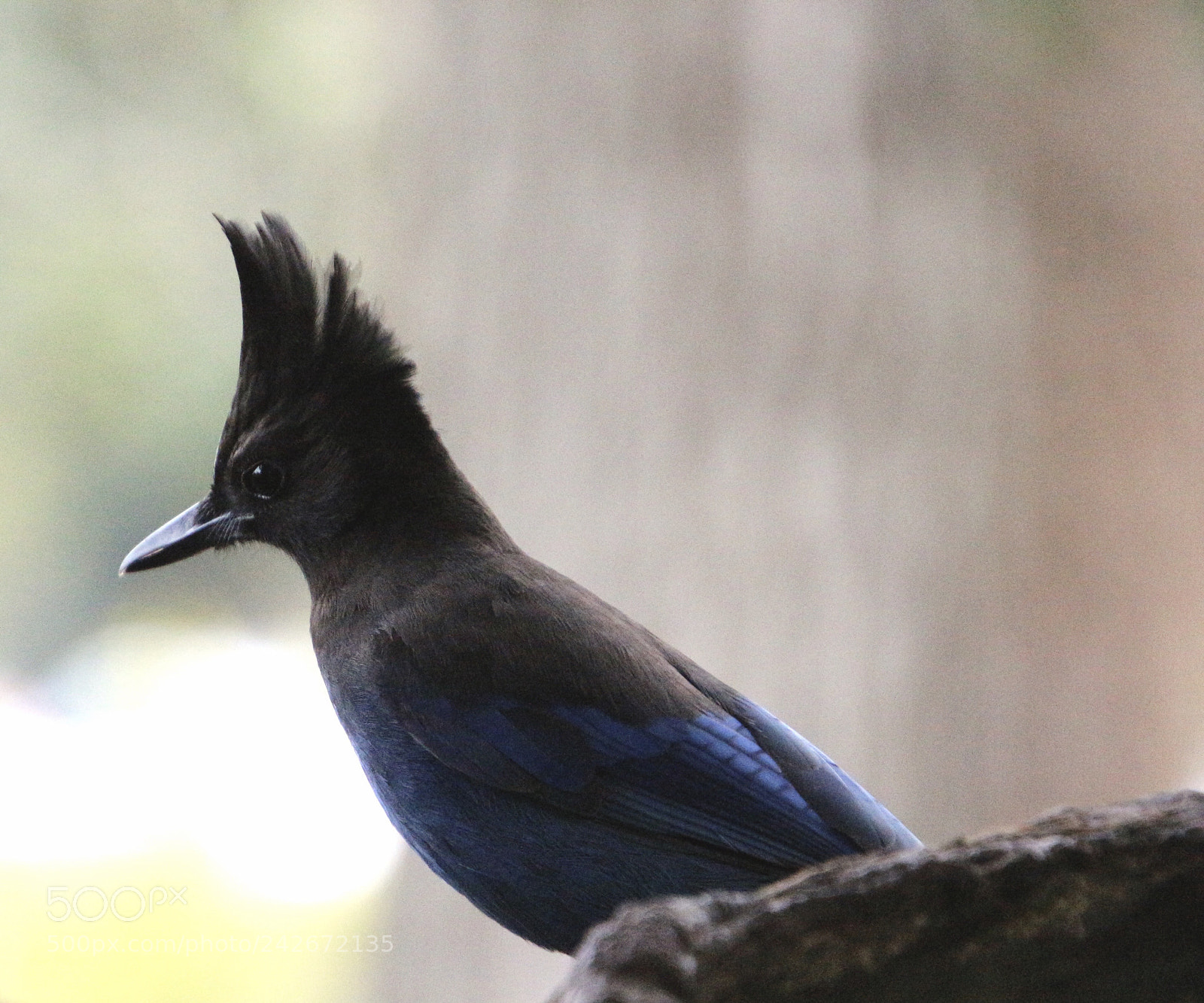 Canon EOS 700D (EOS Rebel T5i / EOS Kiss X7i) sample photo. Steller’s jay photography