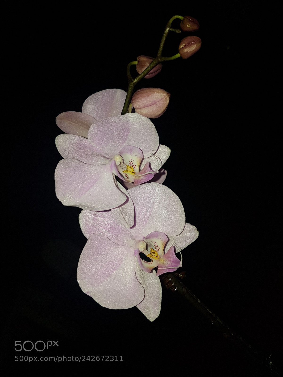 Samsung Galaxy S7 sample photo. Untitled photography