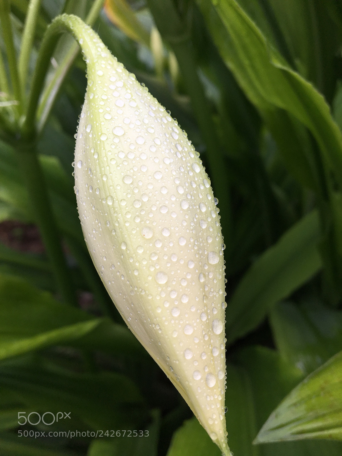 Apple iPhone 6s sample photo. Untitled photography