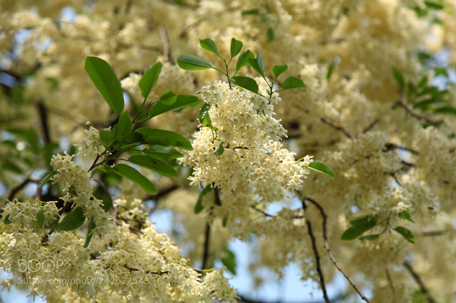 Canon EF 24-105mm F4L IS USM sample photo. Shorea roxburghii g.don photography