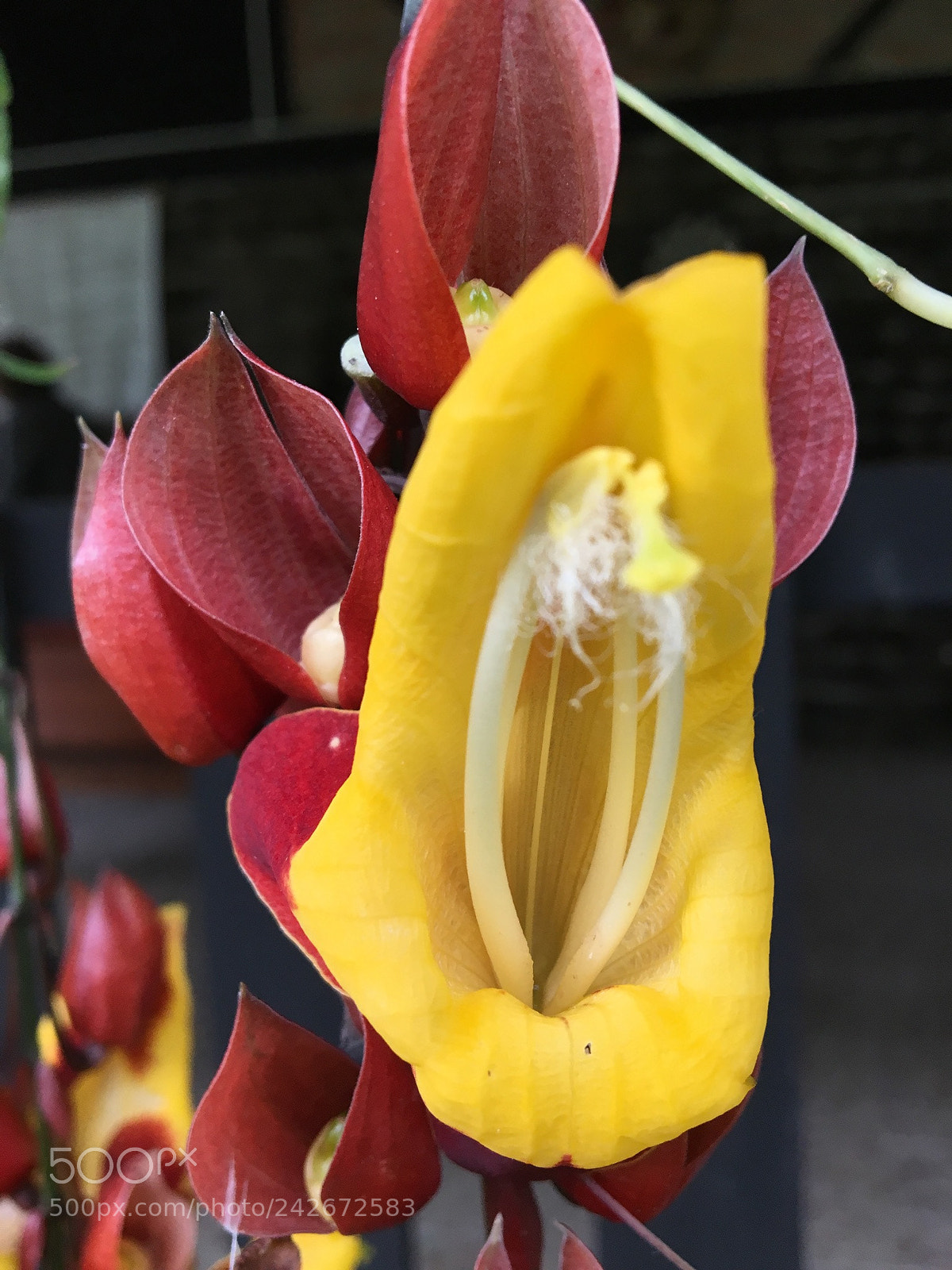 Apple iPhone 6s sample photo. Untitled photography