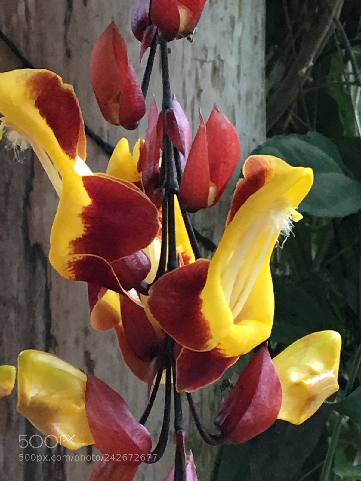 Apple iPhone 6s sample photo. Untitled photography