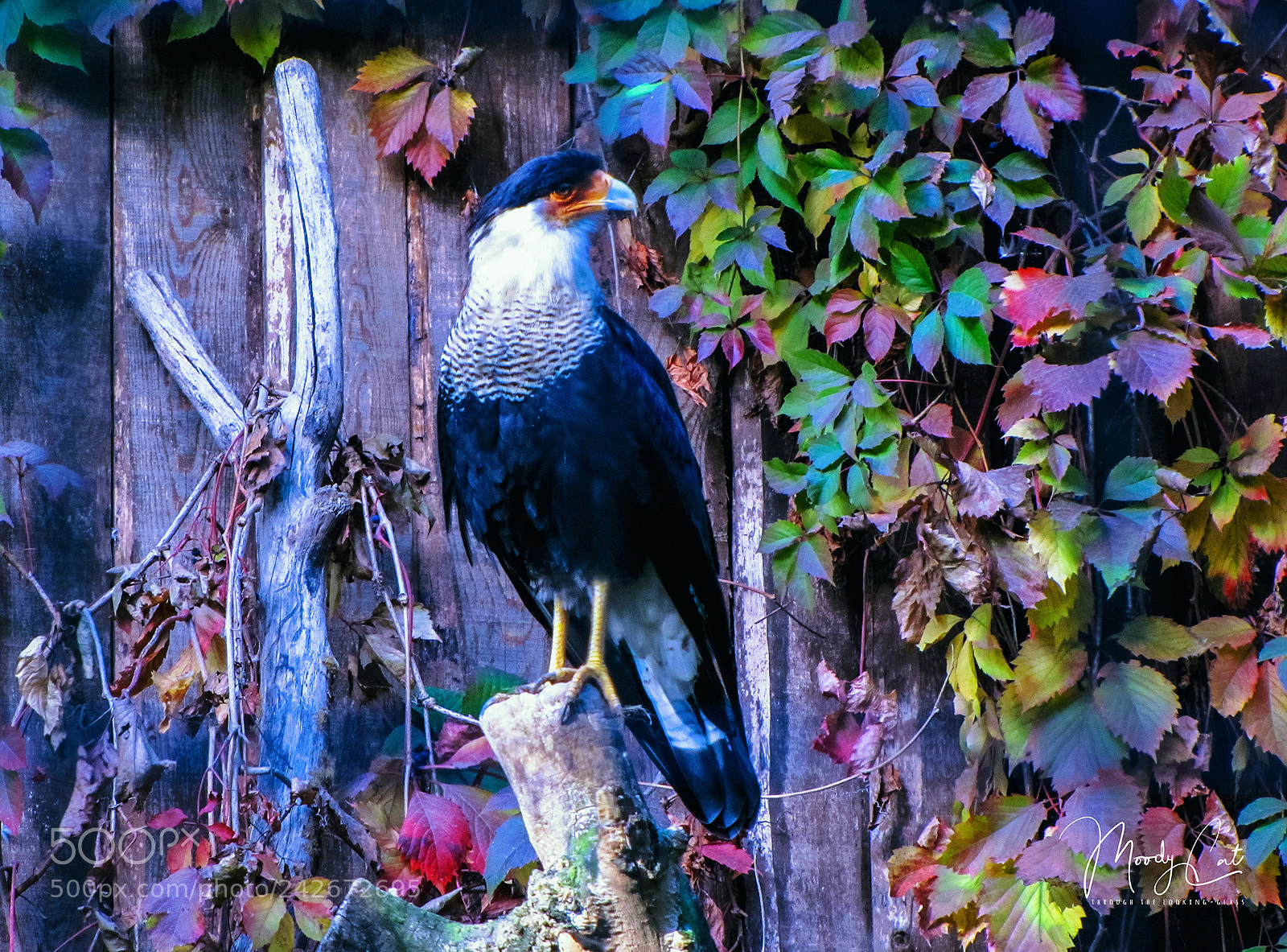 Canon PowerShot SX20 IS sample photo. Caracara photography