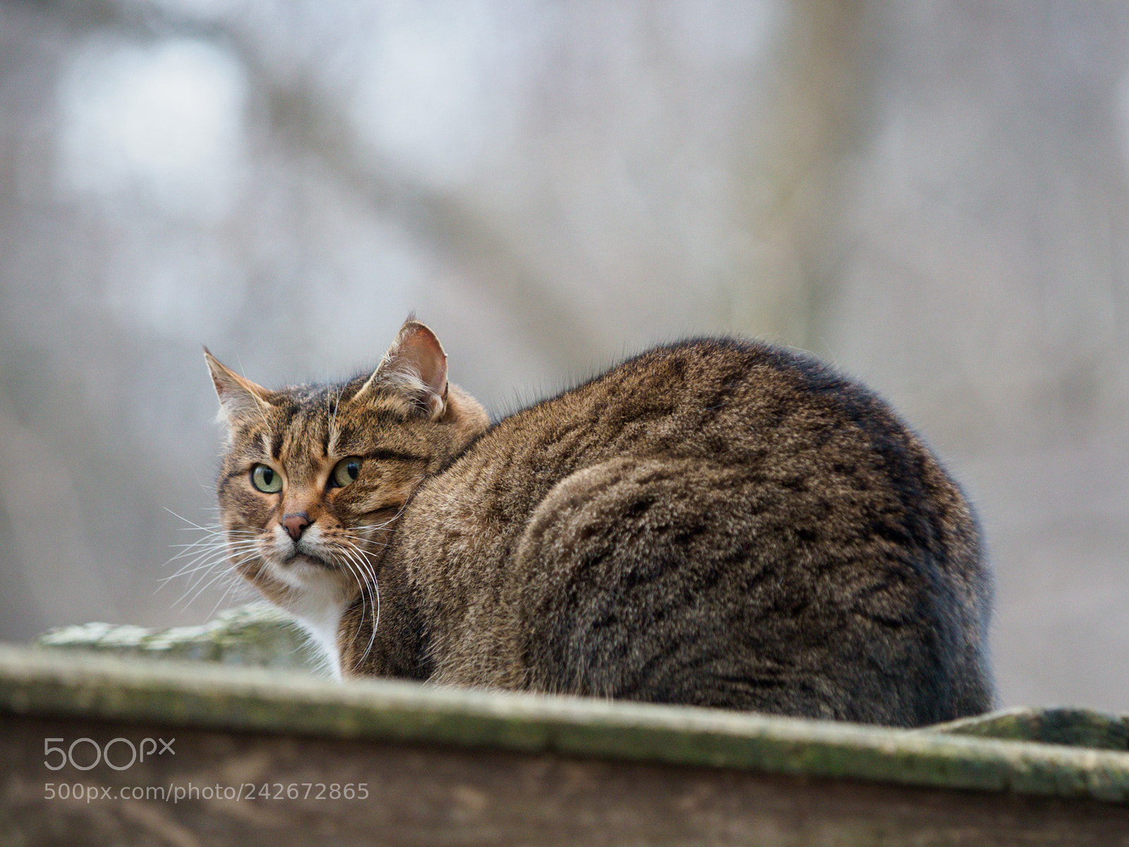 Olympus OM-D E-M1 Mark II sample photo. Fatcat story. pt2 he photography