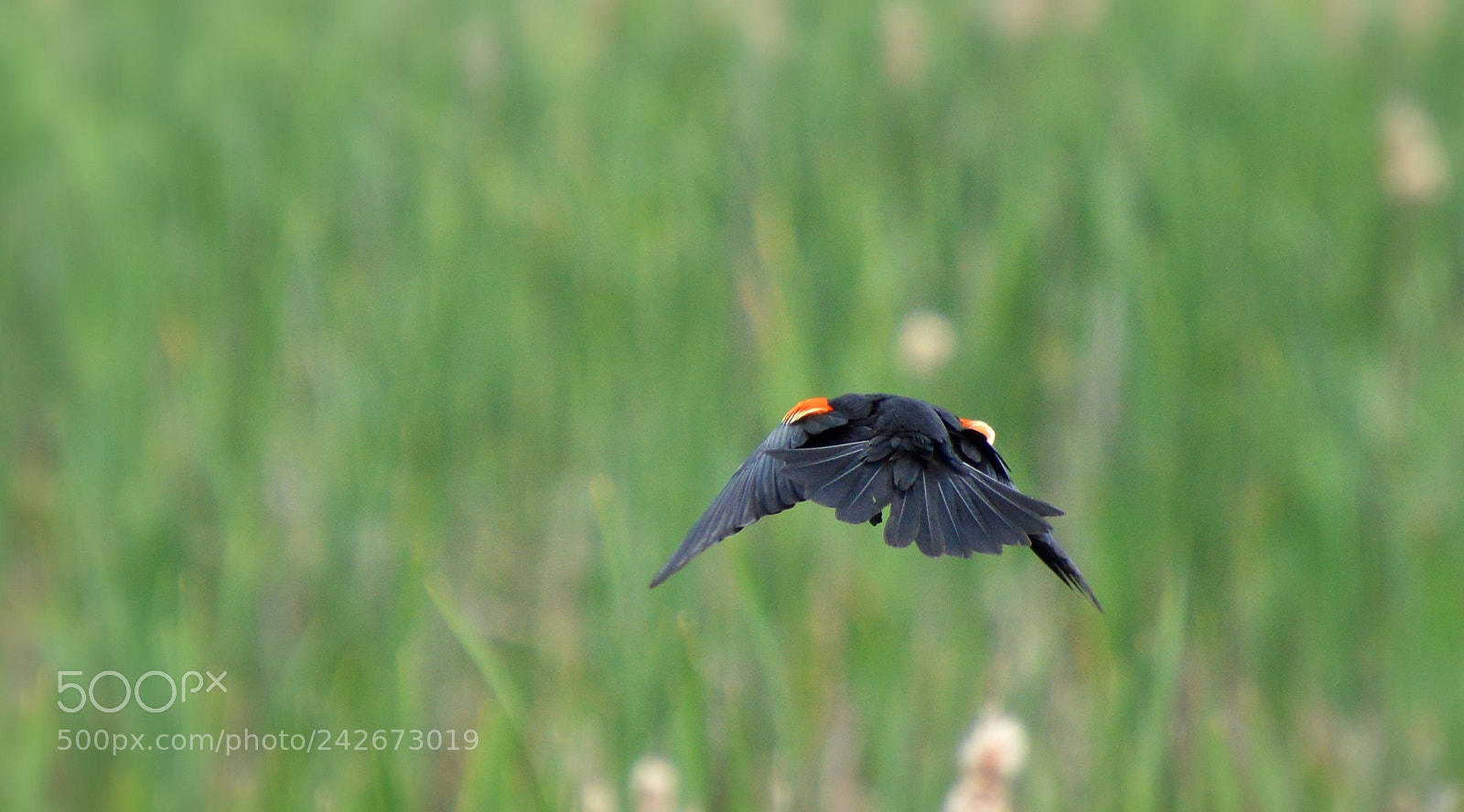Nikon D3200 sample photo. Flying photography