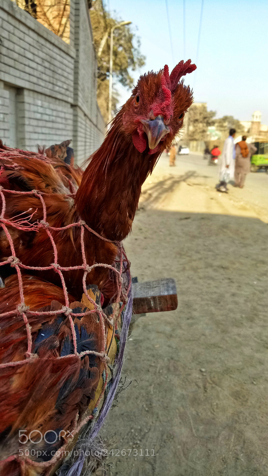 OPPO A1601 sample photo. A portrait before beheading photography