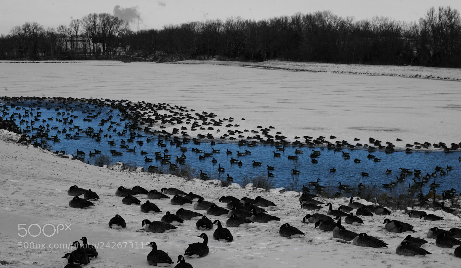 Canon EOS-1D Mark II sample photo. Goosegang photography