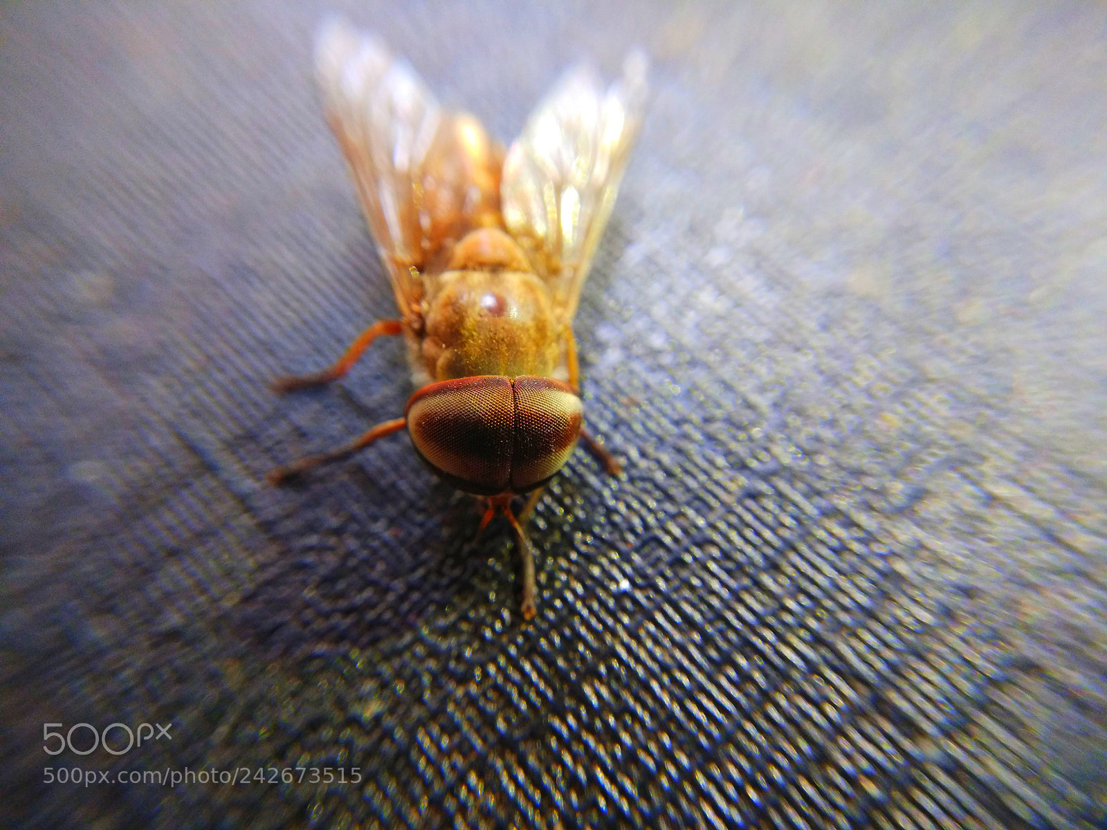 Xiaomi Redmi Note 4 sample photo. Untitled photography