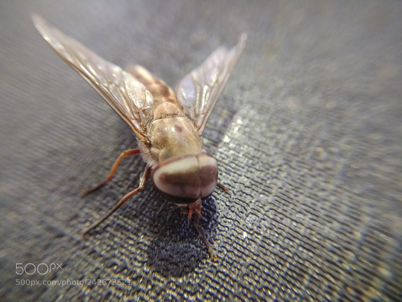 Xiaomi Redmi Note 4 sample photo. Untitled photography