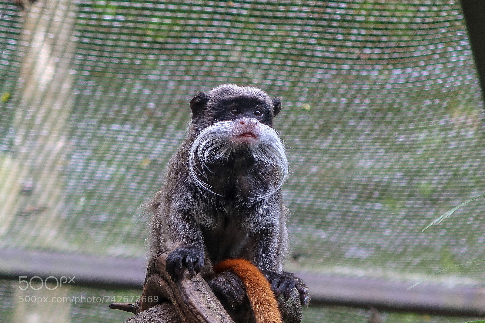 Canon PowerShot G7 X Mark II sample photo. Singapore zoo - tamarin photography
